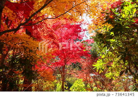 華やか晩秋の紅葉 華やか晩秋の紅葉 73641345