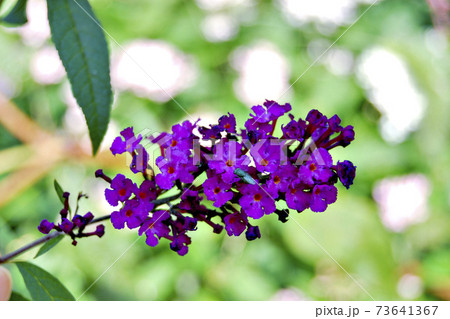 淡路島で満開のフサフジウツギ 淡路島で満開のフサフジウツギ 73641367