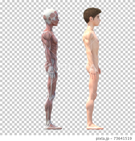 男性　解剖　筋肉　perming3DCG イラスト素材 73641519