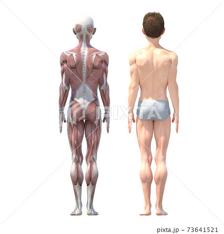 男性　解剖　筋肉　perming3DCG イラスト素材 73641521