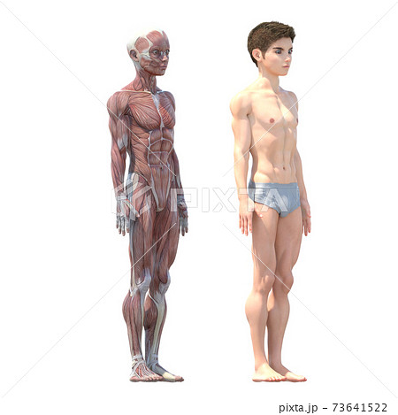 男性　解剖　筋肉　perming3DCG イラスト素材 73641522