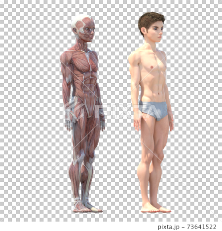 Male anatomy muscle perming3DCG illustration material 73641522