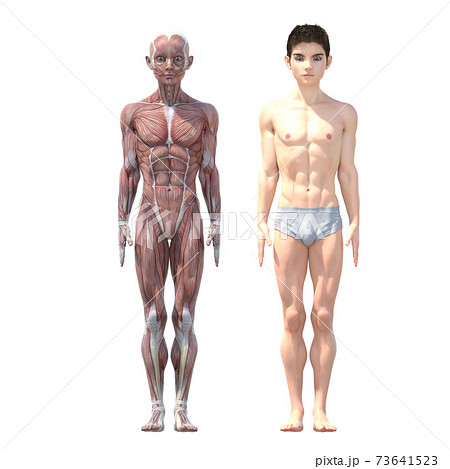 男性 解剖 筋肉 Perming3dcg イラスト素材のイラスト素材