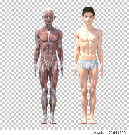 男性 解剖 筋肉 perming3DCG イラスト素材 男性 解剖 筋肉 perming3DCG イラスト素材 73641523