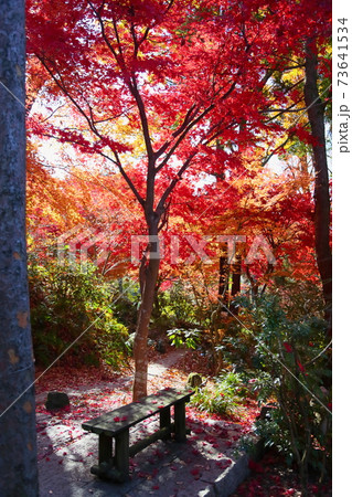 華やか晩秋の紅葉 華やか晩秋の紅葉 73641534