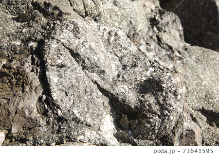 枕状溶岩　焼津市浜当目海岸 73641595