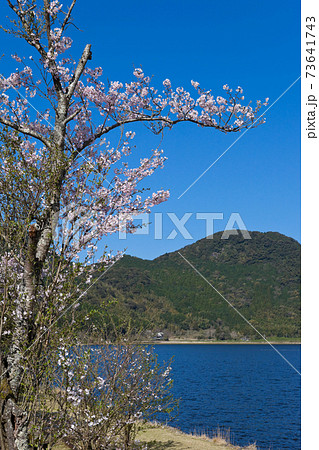 藺牟田池の湖面の上で咲く満開の桜 73641743