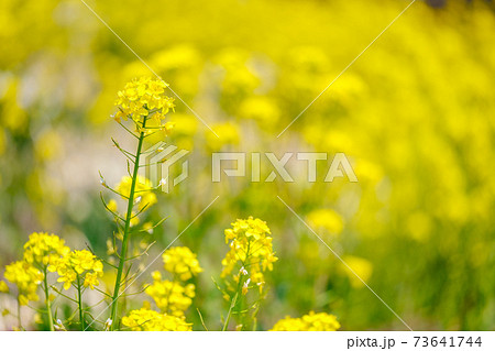 菜の花 菜の花 73641744