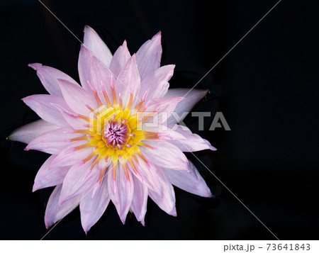 ピンク色のスイレンの花 ピンク色のスイレンの花 73641843