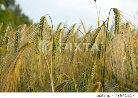 Wheat 73641917