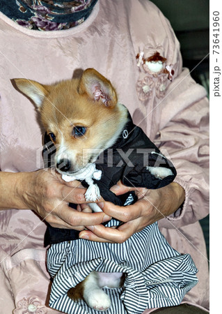 正月和装姿のコーギーの子犬 正月和装姿のコーギーの子犬 73641960