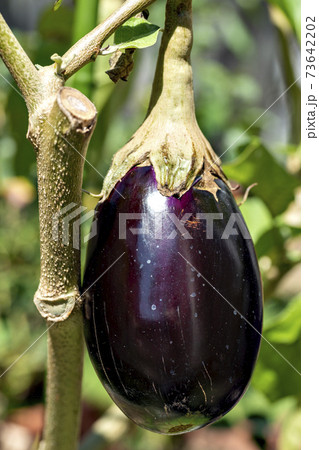 家庭菜園で栽培しているナスの果実 73642202