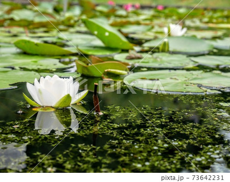 池にちょこんと浮かぶハスの花に癒される 73642231