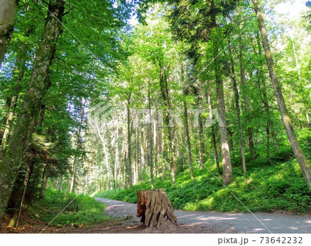 スイスの静かな森にて散歩 73642232