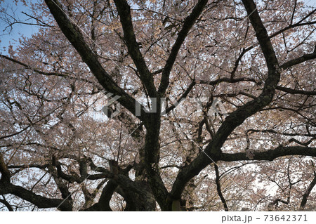 《岡山県》天然記念物に指定されている醍醐桜、4月の朝 《岡山県》天然記念物に指定されている醍醐桜、4月の朝 73642371