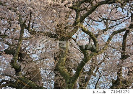 《岡山県》天然記念物に指定されている醍醐桜、4月の朝 《岡山県》天然記念物に指定されている醍醐桜、4月の朝 73642376