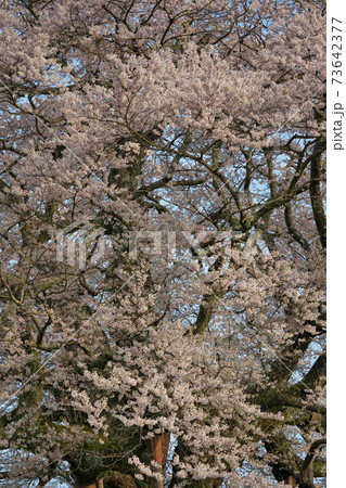《岡山県》天然記念物に指定されている醍醐桜、4月の朝 《岡山県》天然記念物に指定されている醍醐桜、4月の朝 73642377