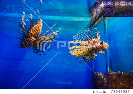 tropical exotic fish red lionfish Pterois volitans swims in an aquarium 73642987