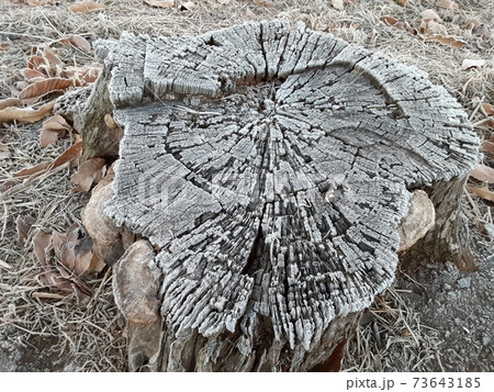 冬の朝、霜のついた切り株 冬の朝、霜のついた切り株 73643185