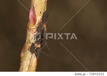 生き物 昆虫 ヤナギコブオオアブラムシ 越冬中の幼虫 細身で胸に小っちゃな翅が見えるのでオスの写真素材