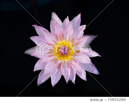 ピンク色のスイレンの花 ピンク色のスイレンの花 73643260