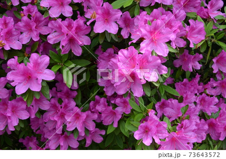 谷中・よみせ通り界隈 73643572