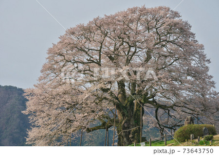 《岡山県》天然記念物に指定されている醍醐桜、4月の朝 73643750