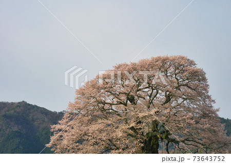 《岡山県》天然記念物に指定されている醍醐桜、4月の朝 73643752