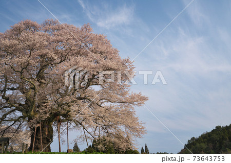 《岡山県》天然記念物に指定されている醍醐桜、4月の朝 73643753