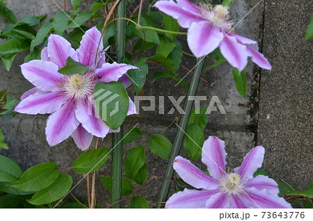 北千住　銭湯タカラ湯 73643776