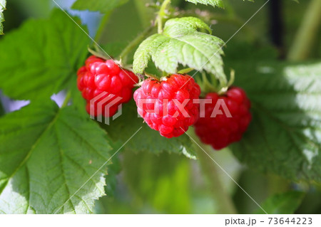 ラズベリー ラズベリー 73644223