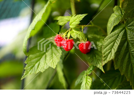ラズベリー ラズベリー 73644225