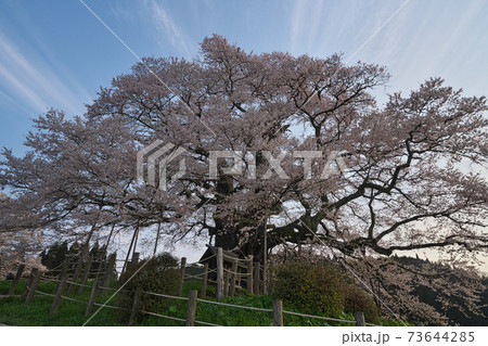 《岡山県》天然記念物に指定されている醍醐桜、4月の朝 《岡山県》天然記念物に指定されている醍醐桜、4月の朝 73644285