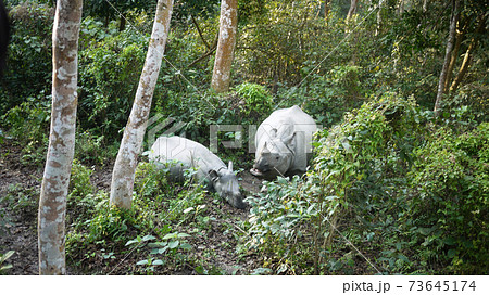 rhinoceros in the wild nepal rhinoceros in the wild nepal 73645174