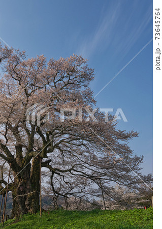 《岡山県》天然記念物に指定されている醍醐桜、4月の朝 73645764