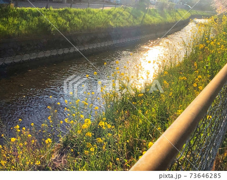 日の光が反射する川の水面と菜の花が川辺に広がった春の風景の写真素材