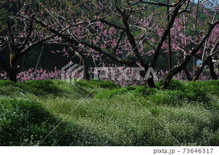 春 花 木 73646317