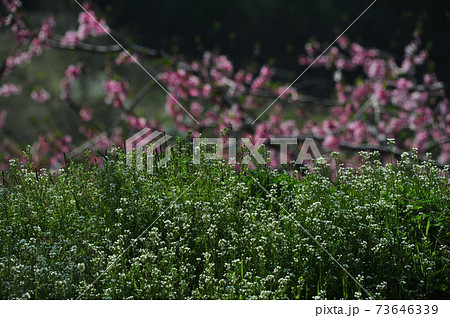 春 花 ピンク 73646339