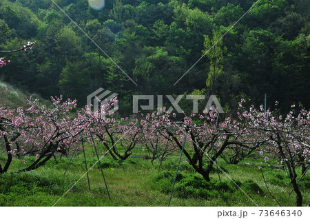春 花 木 73646340
