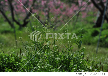 春 花 ピンク 73646341