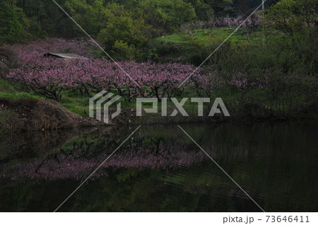 花 木 万 73646411