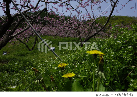 春 花 木 73646445
