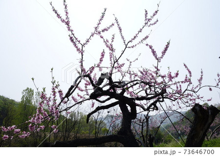 万 花 貯水池 73646700