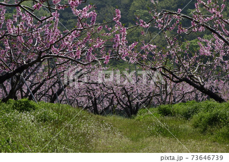 万 花 貯水池 73646739