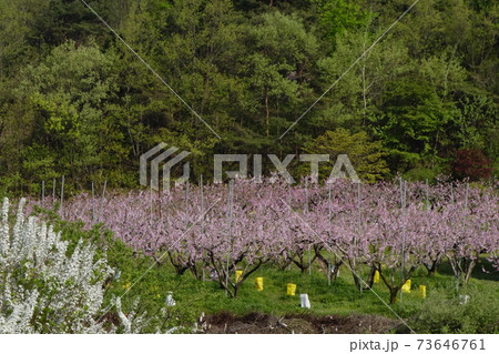 万 梅 花 73646761