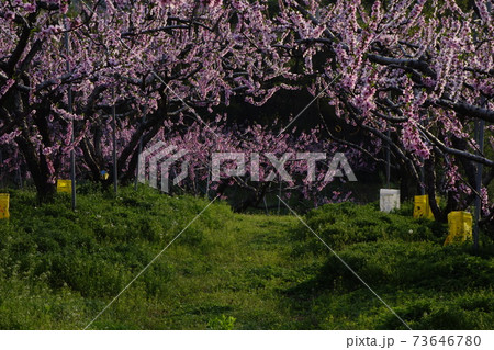 万 花 貯水池 73646780