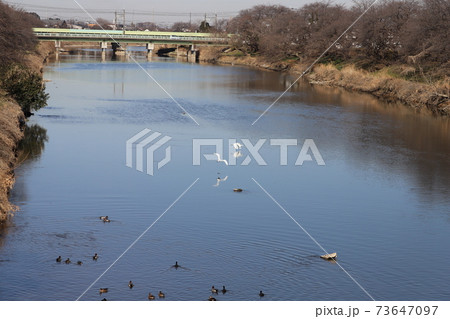 冬の川で泳ぐ水鳥の群れと飛び交う二羽のシラサギ 73647097