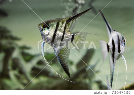 zebra Angelfish or Pterophyllum scalare in aquarium with blurred background zebra Angelfish or Pterophyllum scalare in aquarium with blurred background 73647536