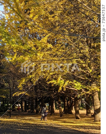 秋の公園のイチョウと散策する親子 73647537