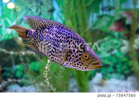 managuense fish